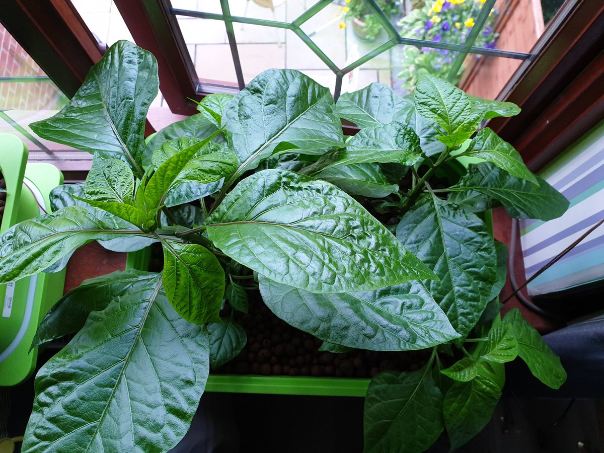 mr_bridger's tweet image. Planted in Hydro, 2 weeks later, then 4½ weeks later. Bonkers growth. #CarolinaReaper