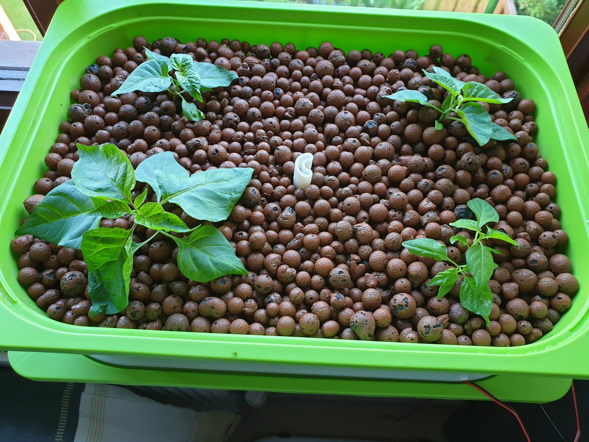 mr_bridger's tweet image. Planted in Hydro, 2 weeks later, then 4½ weeks later. Bonkers growth. #CarolinaReaper