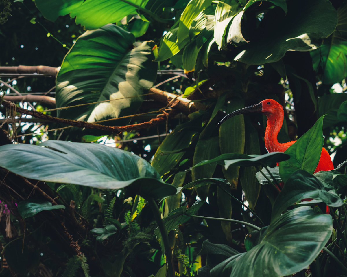 ACorpseOnCamera's tweet image. BE A FLAMINGOOD MASTER OF CAMOUFLAGE. Race round Reading this Saturday to catch a killer but watch your back - it’s a jungle out there. Get the final few tickets at acurseofthejungle.com #WhoKilledHunterFortune #MurderMystery #TreasureHunt #Reading #ReadingUK #RdgUK #Rdg