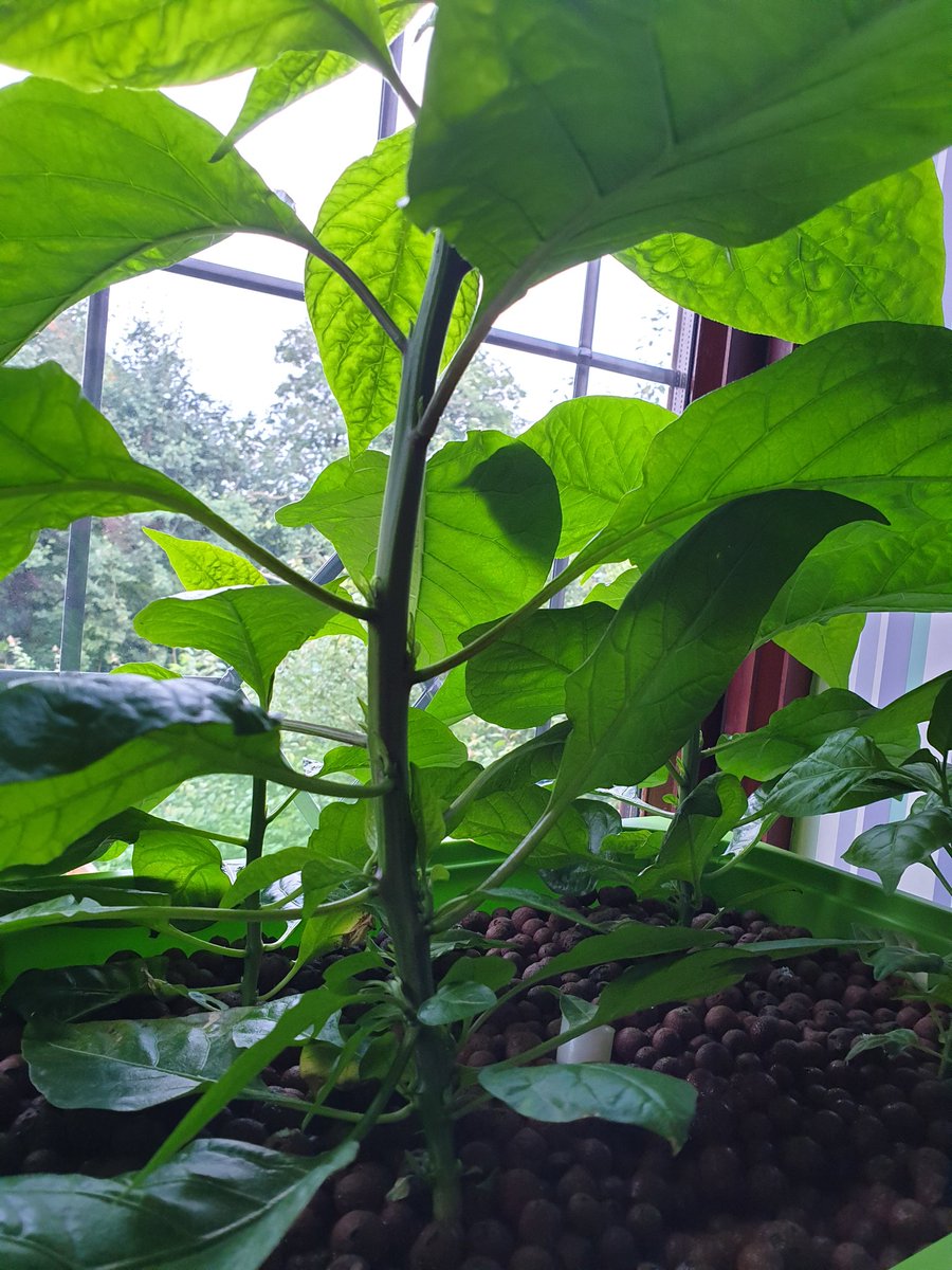 TheChilliSource's tweet image. 