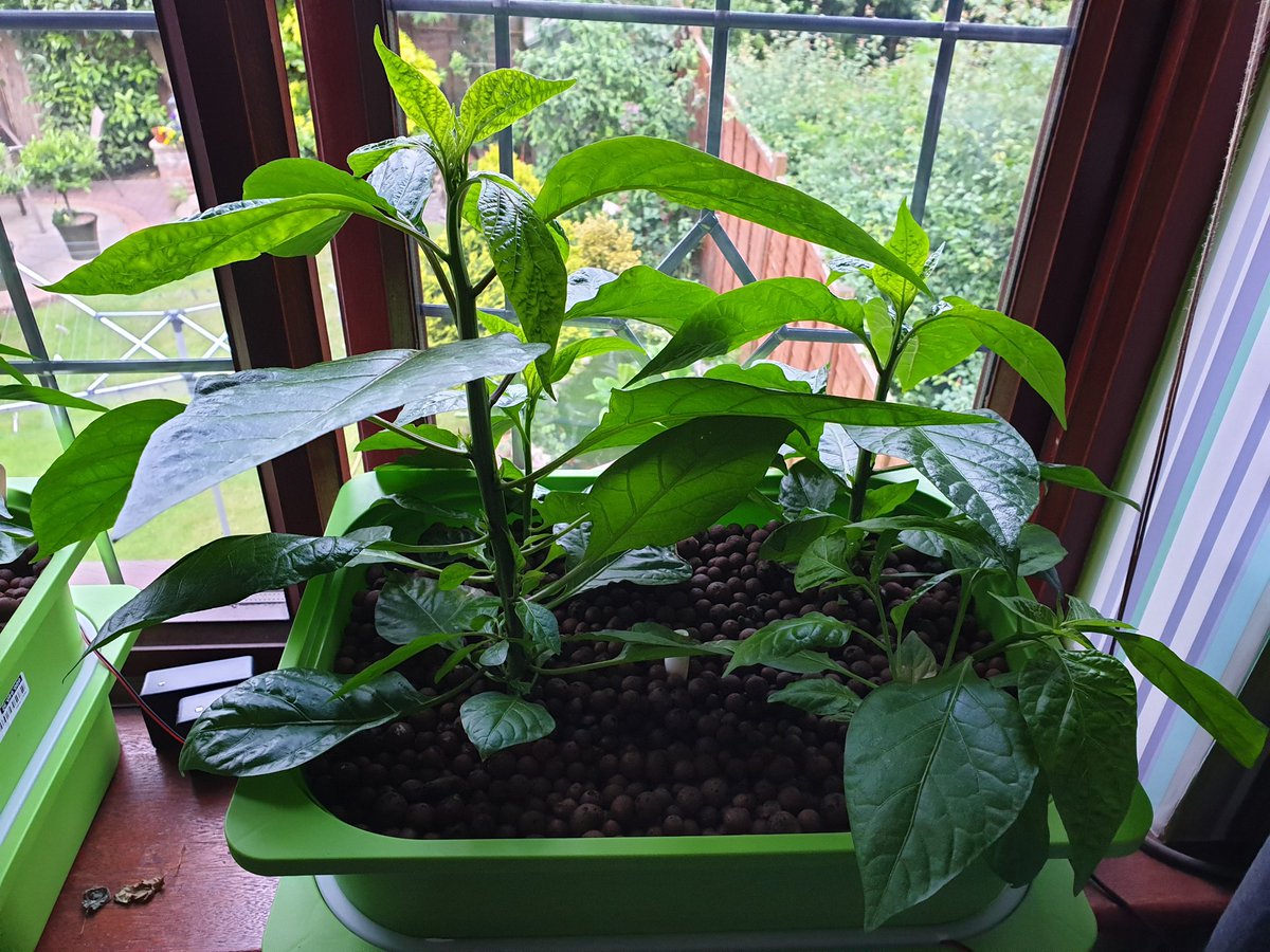 TheChilliSource's tweet image. 