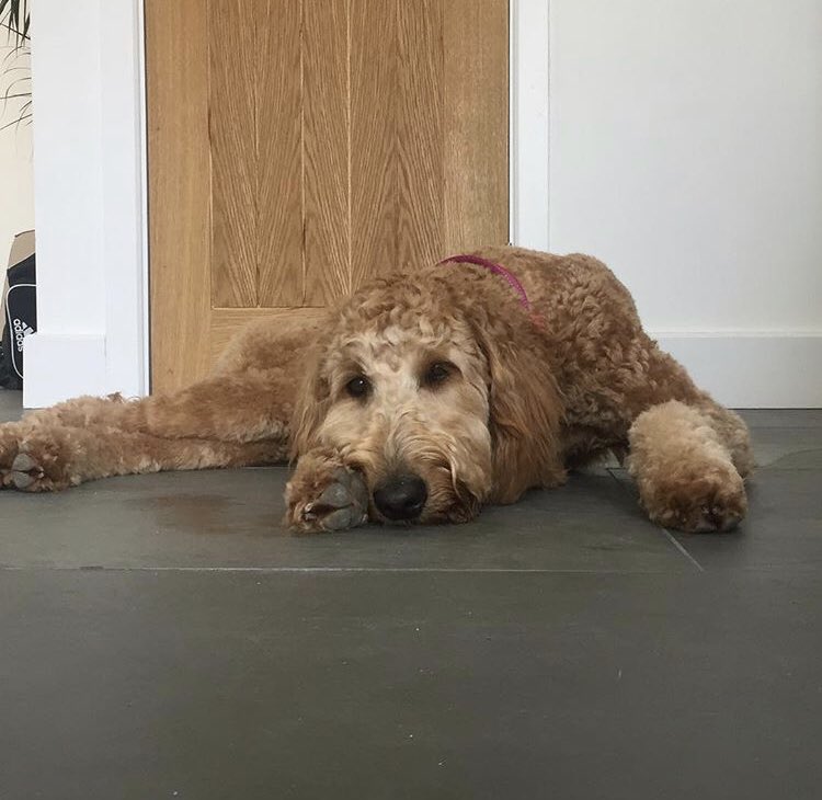 Also happy birthday to adams doggo, stevie nicks - the best dog around (sorry allen) 