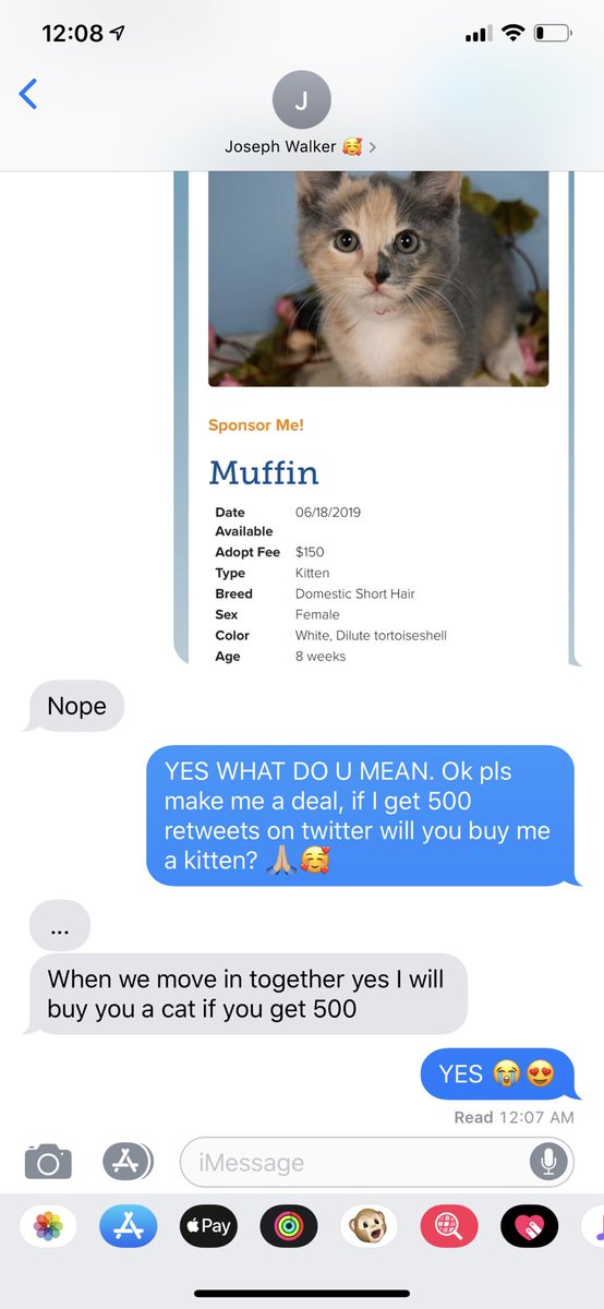 josalyntaylor20's tweet image. Ok guys.. I know this may be impossible but I hope everyone helps me 😭 he made a deal if I get 500 retweets he will buy me a kitten, twitter do your thing 😭❤️