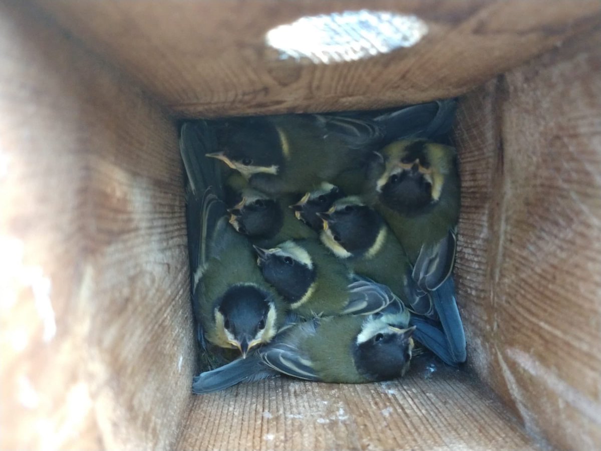 Pa en ma Koolmees waren héél actief de afgelopen dagen, na onderzoek in de tuin weten we waarom.... Hoe tof!