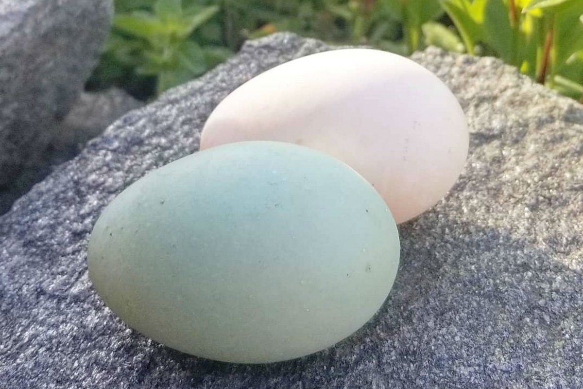 BeboAqua's tweet photo. Search for field raised eggs. Be cautioned, field raised eggs can be $8-10 twelve, contingent upon where you live. In any case, in the event that you skirt one outing to Starbucks, it will adjust. 

Read more from our blog, link in bio

#eggs #grocery #stores #field #raised https://t.co/it0Zc0KelI