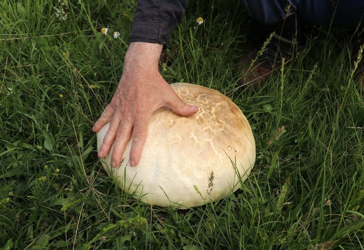 Gümüşhane’de vatandaşlar yaklaşık 2 kilogram ağırlığında ve 45 santimetre çapında dev ‘kızıl mantar’ buldu.