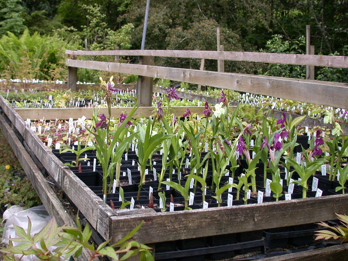 HartsideNursery's tweet photo. Busy few days ahead. Come and see us at the Threave Gardening Show at Castle Douglas on Fri., Sat. and Sunday or @ScottishRockGC event at Lockerbie on Saturday and Sunday. The Nursery will also be open as usual and the sales benches are well stocked with a wide range of plants. https://t.co/aPLFC4n9WW