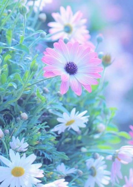 Daisy tweet media