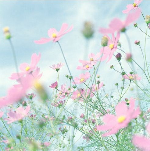 Daisy tweet media
