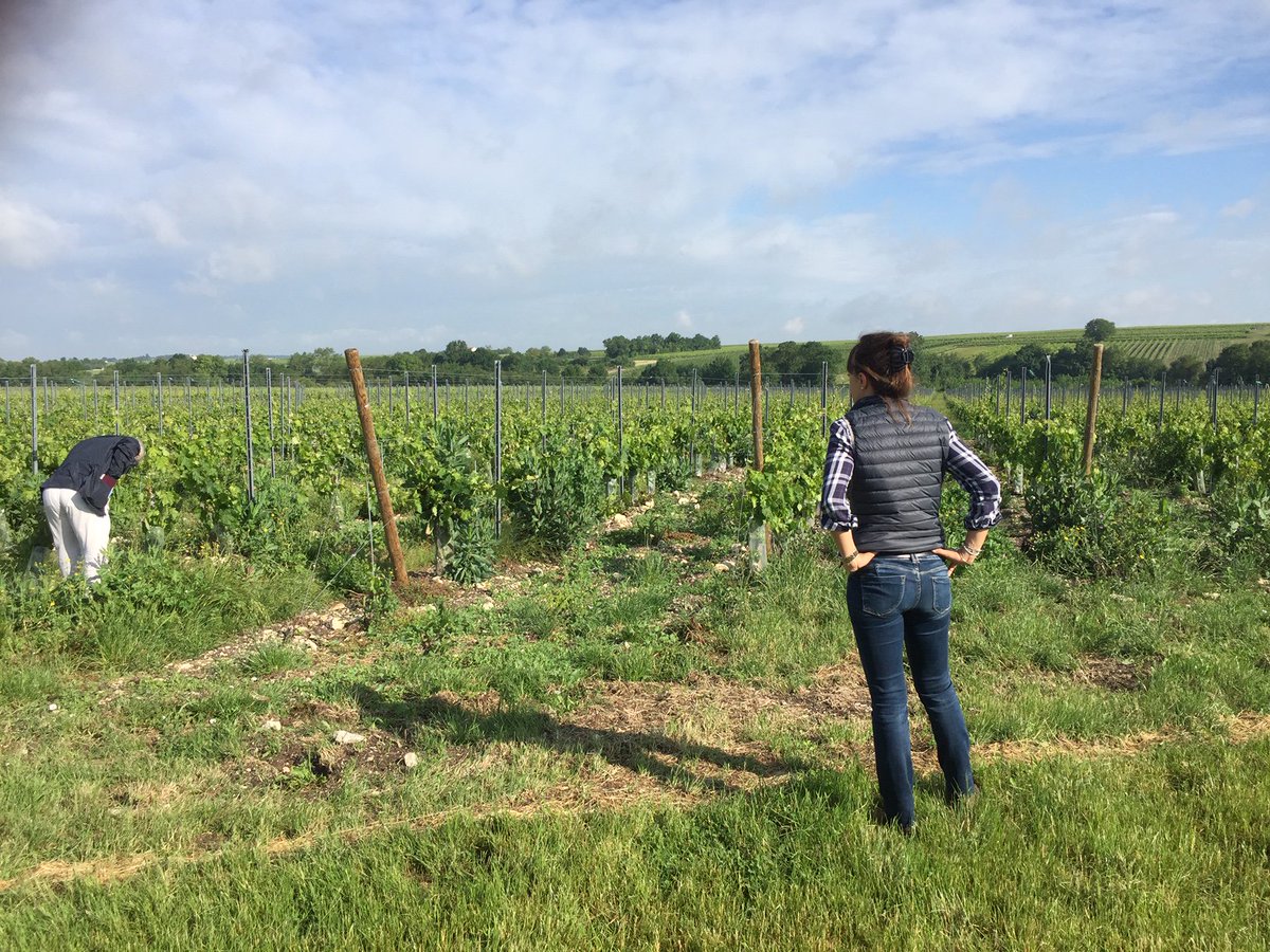 VinescapesUK's tweet photo. @VinescapesUK team in #Cognac inspecting last nights hail damage with key producer... https://t.co/flix7GxWDT