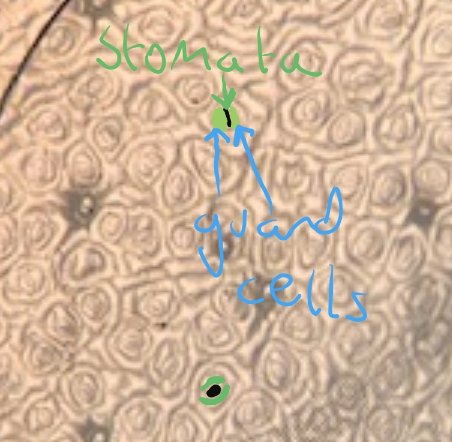 Thank you to Siti in year 10.
A great picture of Stomata and guard cells.#microscopes #plantsarecool #RafflesIsScience #learning