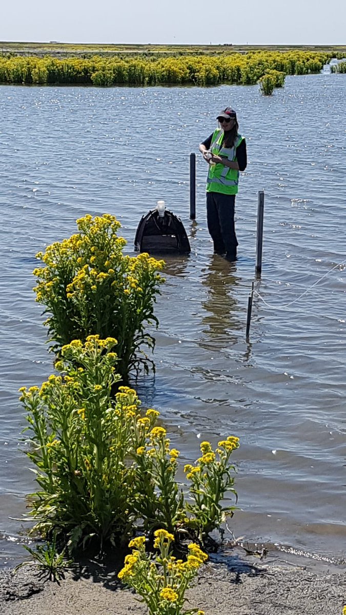 New article online (in Dutch) about our research <a href="/Markerwadden/">Roel Posthoorn</a>: Moerasgewassen en het succes van de Marker Wadden - Vox Magazine voxweb.nl/nieuws/moerasg… #Radboud_Uni #MarkerWadden 
#niooknaw