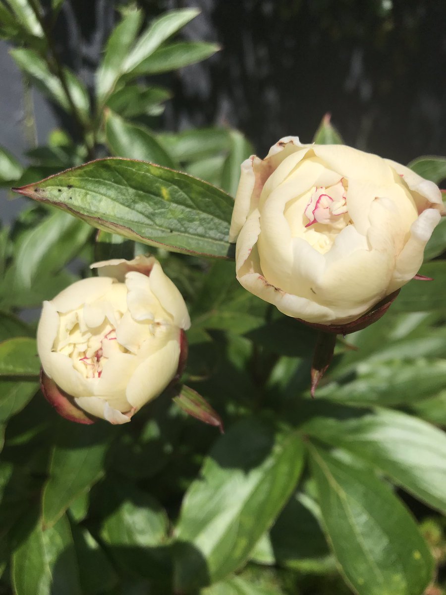 I moved my #peonies in Springtime so I didn’t expect them to flower this year but we are so very nearly there and what a blessing that they are flowering so late! #peonyfestivamaxima  #inmygarden #gardenblogger #gardeningblogger