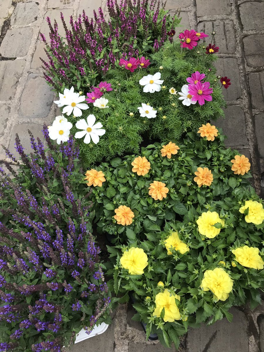 Coming to a Staveley market tomorrow - a plant stall @StaveleyWelfare @StaveleyTC @PoveysPoshJunk @stephs_stuff @micklesb