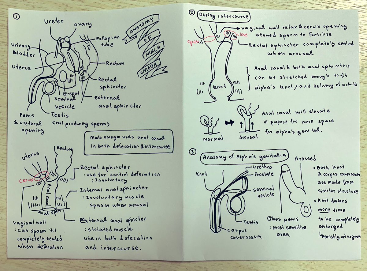 เนื่องจากมีความไม่เคลียร์หลายส่วนในเรื่องอนาโตมี่ของอัลฟ่า/โอเมก้า ก็เลยไปเรียบเรียงความคิดและออกมาเป็นประมาณนี้

[Anatomy book of Omegaverse by Vague]

เป็นอนาโตมี่ที่คิดและเรียบเรียงเอง อาจจะไม่ตรงกับ universal นะคะ