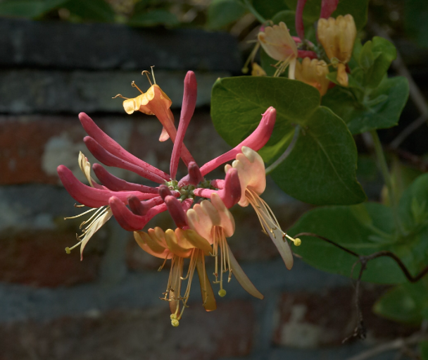 Wyevale Garden Centres lists 10 pollution-tolerant plants and how to care for them--> bit.ly/2QyandG 

#CleanAirDay. #gardening