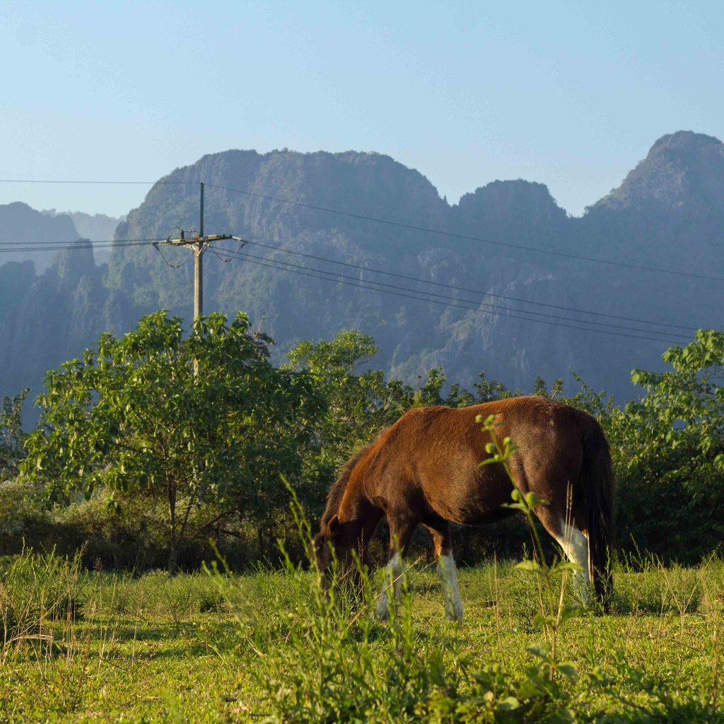 CrossingHotel's tweet photo. We can all use some quality time with ponies. Check out our partners at Ponies of Vang Vieng, conveniently located in view of the karst mountains. 

#ponies #equestrian #explore #backpackerlife https://t.co/27fbY7drCS