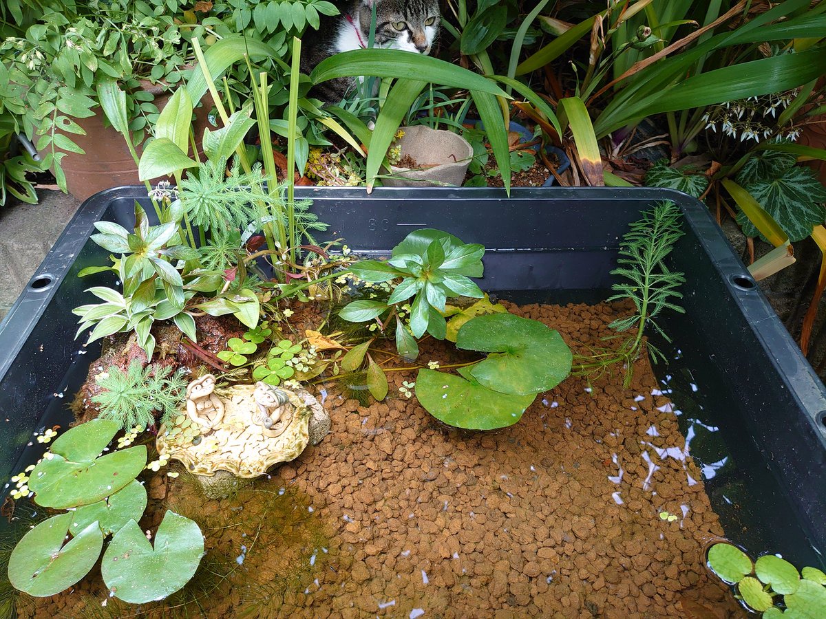 こはくまる ちょっと大きめなビオトープ作ってみました 雨対策どうしようかな メダカ ビオトープ こはくまる ちょっと大きめなビオトープ作ってみました 雨対策どうしようかな メダカ ビオトープ
