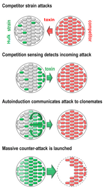 DrBommel's tweet photo. always wanted to know more about bacteria battle as a team to fight off competitors? Check out my latest article based on @bondssbond 's work on https://t.co/nBAzDdZLXH 
#scicomm #bacteria #microbiology #bacteriarock https://t.co/QfbYEqXPuT