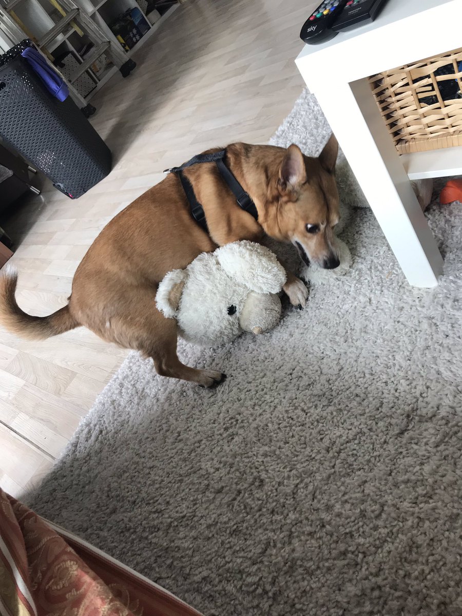 CherrCupEver's tweet photo. Mein Teddybär 🧸 😱😆
#snoopytoy #liebemitallemundjeden https://t.co/uE1CvEKFuL