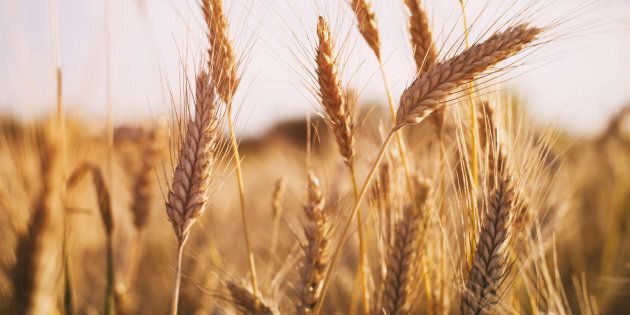 Production céréalière :
L' estimation de la production nationale de céréales durant la campagne 2019 est de l’ordre de  21322,5 mille quintaux. Détails:
onagri.tn/uploads/images…