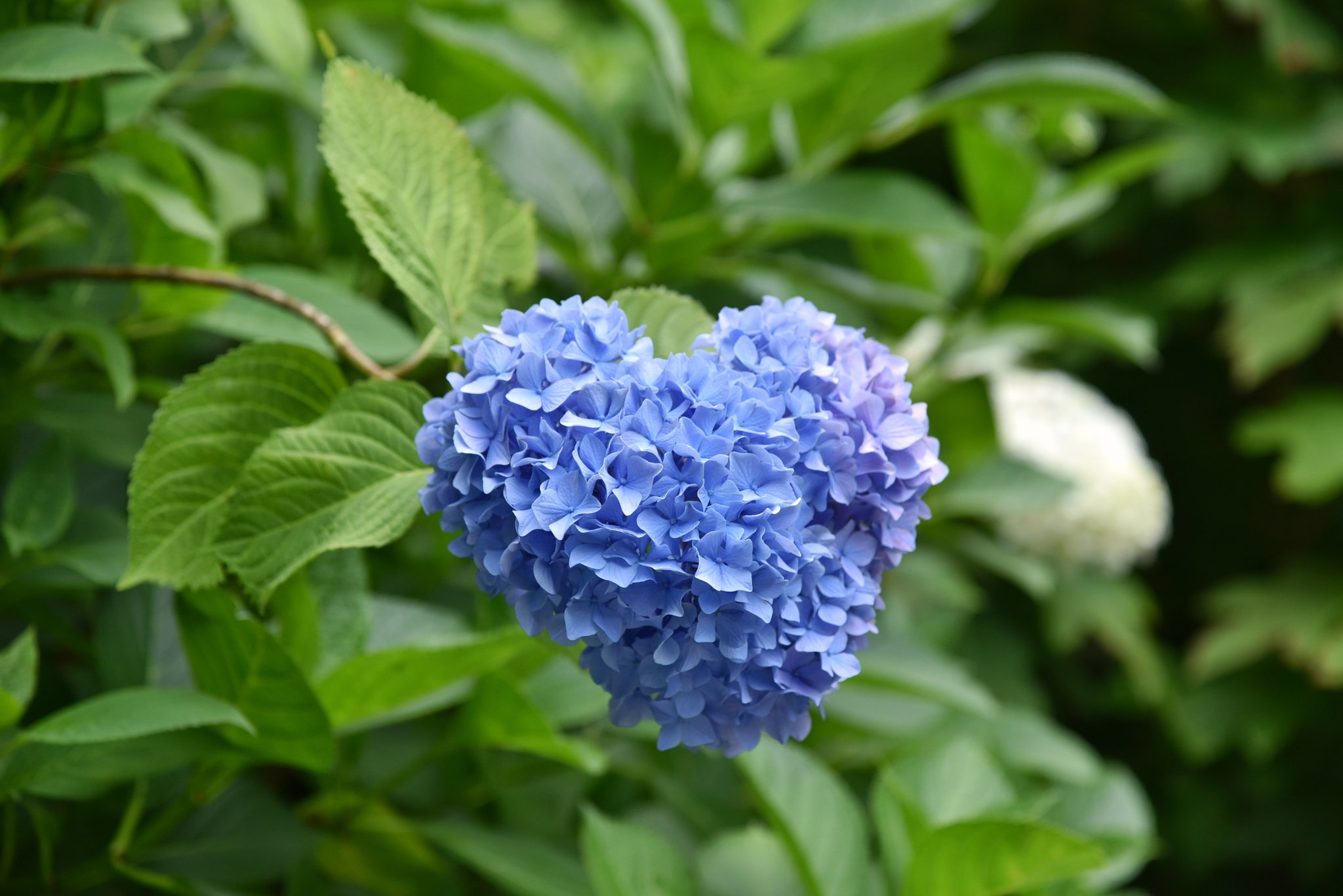 もー ハート見つけた 柳谷観音 楊谷寺 紫陽花 ハートの紫陽花 私の花世界 ファインダー越しの私の世界 写真で伝えたい私の世界 T Co Njww9s28ke Twitter