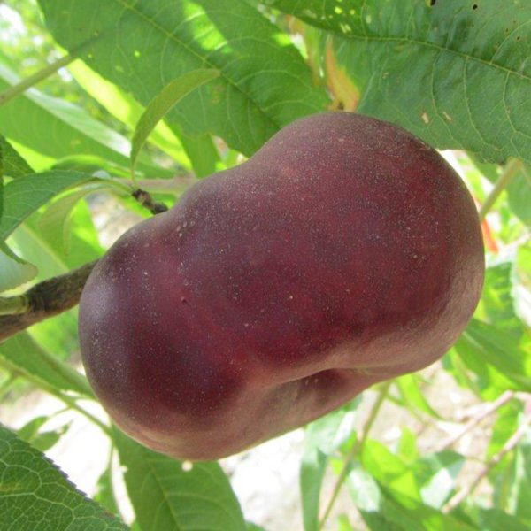 ConocerAgri's tweet photo. 🍑 ¿Sabes qué son las #platerinas? ▶️ Un híbrido de paraguayo con #nectarina que da lugar a un fruto plano y de piel lisa, que, por cierto, son una marca registrada por un vivero español ▶️ Te lo contamos en ➡️ https://t.co/EpuuxYZR2j | #Agricultura https://t.co/22GAOHDWeh