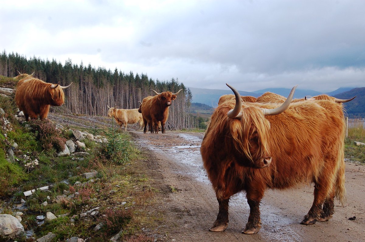 If you are attending the @ScotlandRHShow look out for our team #HighlandShow #Forestry #AgroForestry #SFWA19 @ScFinestWoods @scotforestry @forestryls @forestsandwood @EGGER_UK