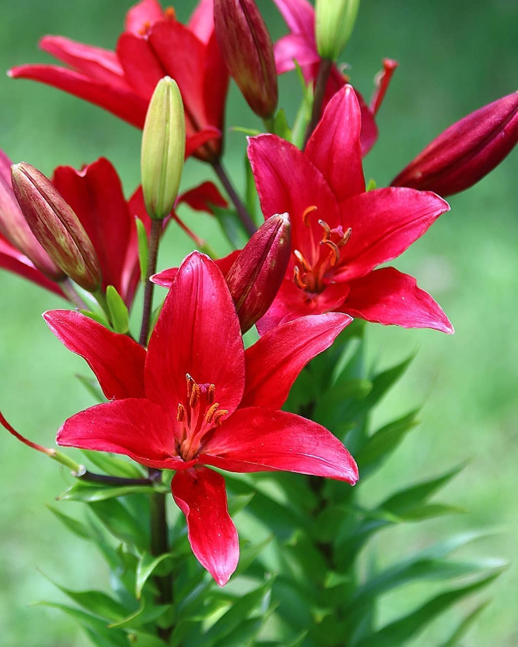 Amel Al Twitter Que Ta Vie Soit Comme Une Fleur Sauvage Grandir Librement Dans La Beaute Et La Joie De Chaque Nouveau Jour Proverbe Amerindien Ligue Des Optimistes Bonjour Citationdujour Citation T Co Qj46gvv91z Twitter