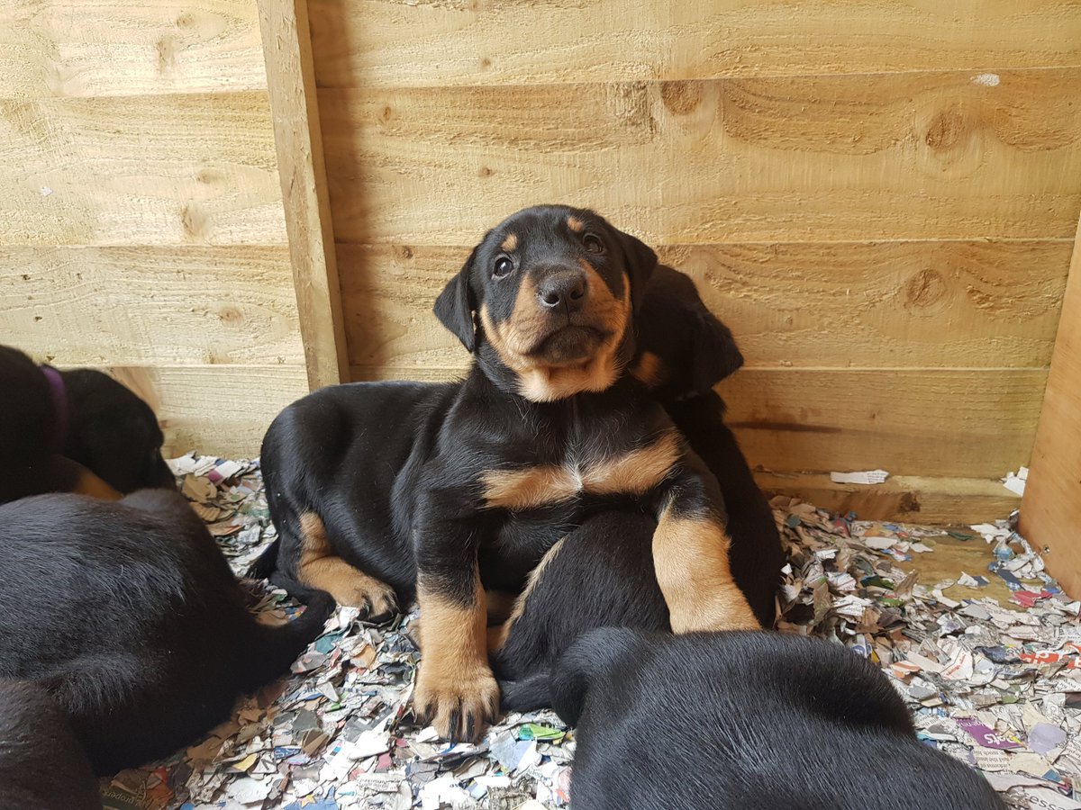 Dorset_Shepherd's tweet photo. 5 week's old today!...Toys to celebrate!! πππΎπ
.
.
.
#NzHuntaway #NextGeneration #workingsheepdog #BornToBark #SheepFarming #puppies #Cute #Shepherdess #sheep365 https://t.co/761kQGujuH