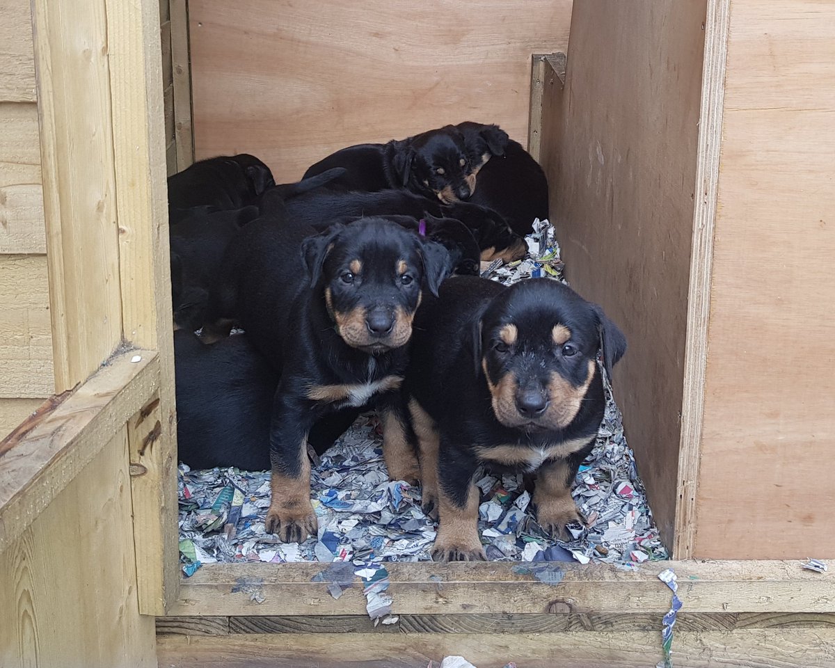 Dorset_Shepherd's tweet photo. 5 week's old today!...Toys to celebrate!! πππΎπ
.
.
.
#NzHuntaway #NextGeneration #workingsheepdog #BornToBark #SheepFarming #puppies #Cute #Shepherdess #sheep365 https://t.co/761kQGujuH