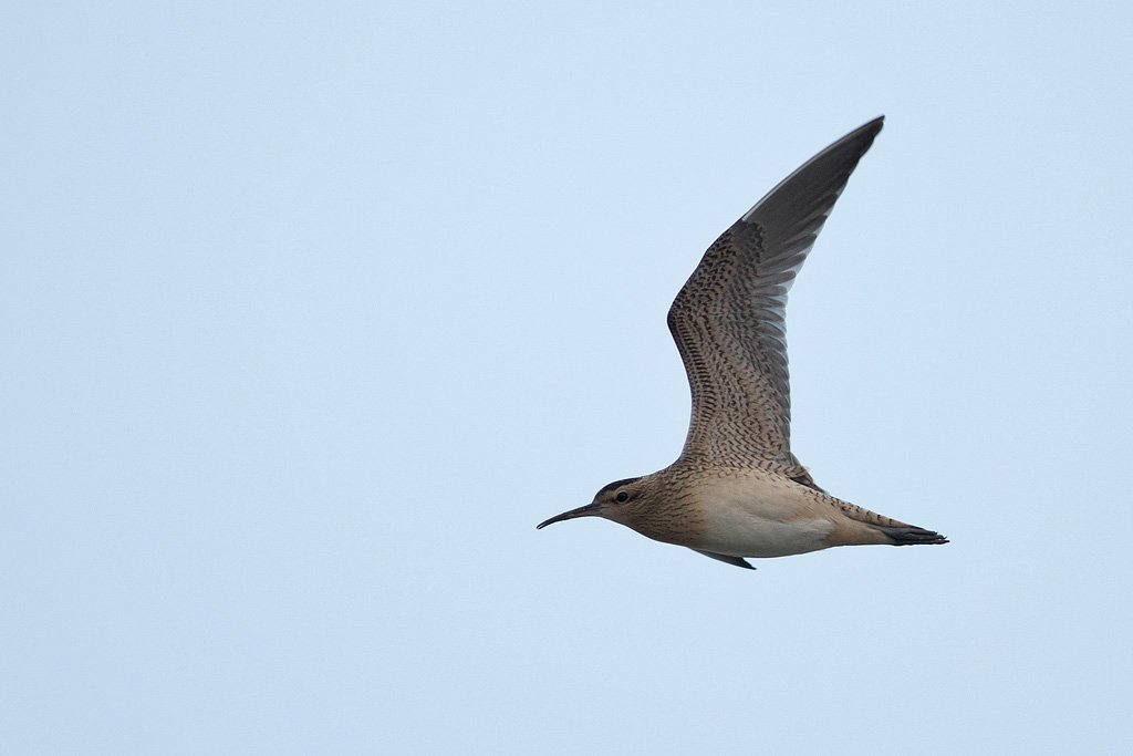 BirdsInFlight's tweet photo. Three new species are now online:
Tristam's Starling, Greater Flamingo and Little Curlew
>>> https://t.co/Bo23F7uLsc
#birdmigration #birdID #birdIDguide #vismig #birding #ornithology #flightcalls https://t.co/uRQSrgIkBA