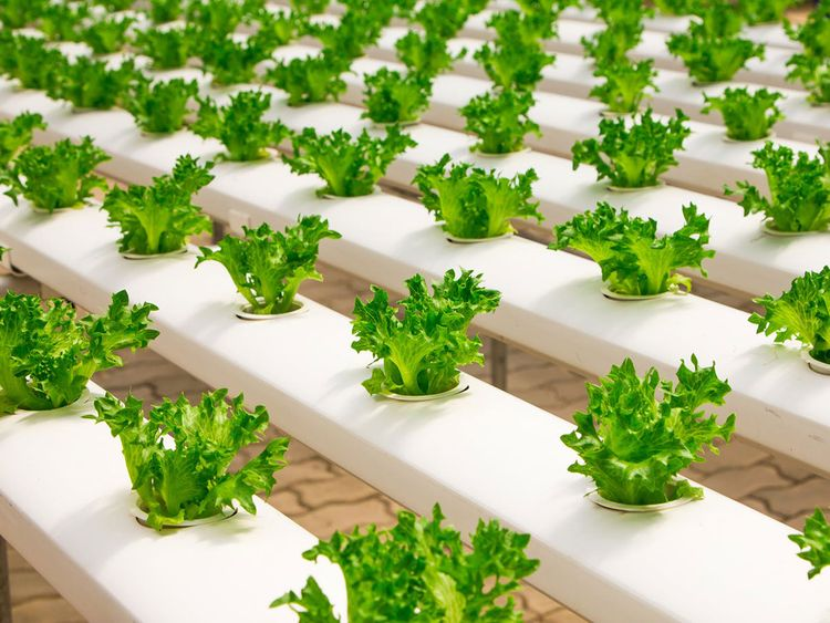 FAO's tweet photo. #NowReading | Vertical farming and other technologies are the keys to producing more food using less water and energy.

How this is especially relevant in the United Arab Emirates👉https://t.co/KhlxG5IokO 

#ZeroHunger via @gulf_news https://t.co/ewk3SO2f0T