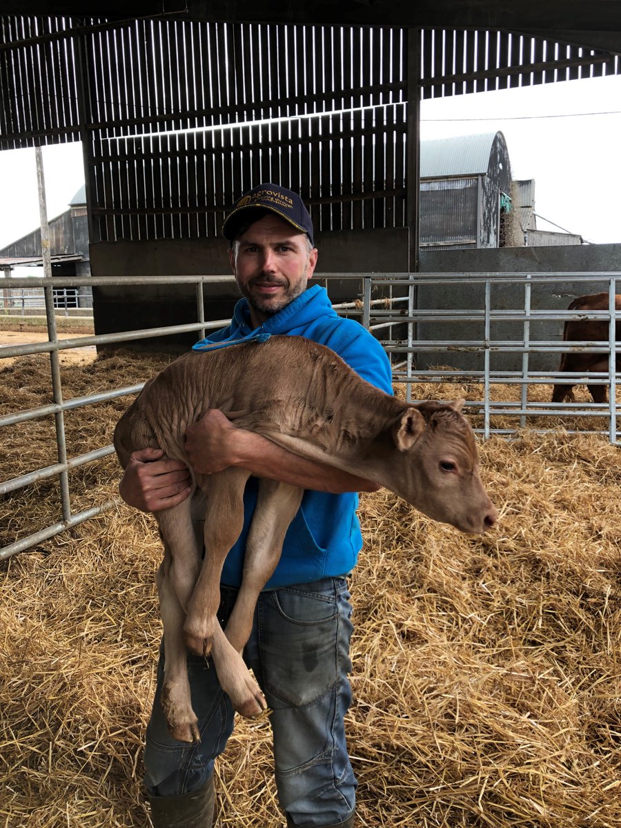 GenusABS's tweet image. Tiny in size but not in character! 

Thanks Mark Stanton, Lincolnshire for sharing this with us! This little heifer is sired by Emslies Galileo, out of a heifer and was straight up and sucking! 

#PremierCollection #GenusBeef