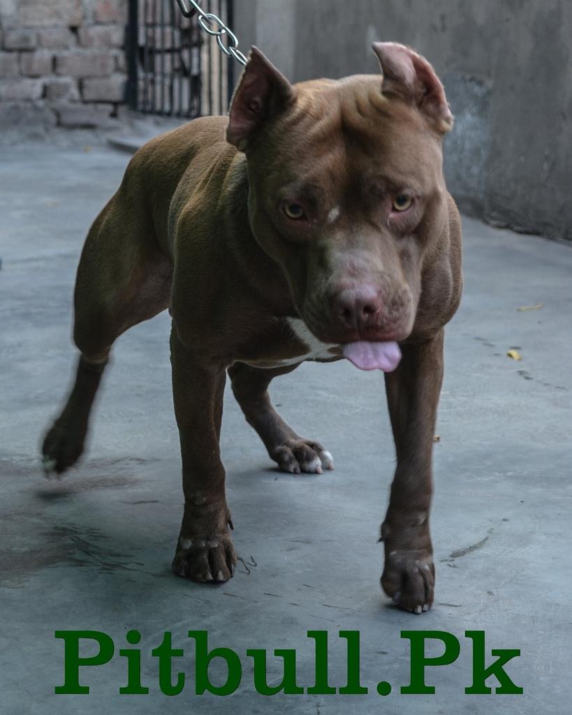 Pitbull Pk Pitbullpk Twitter