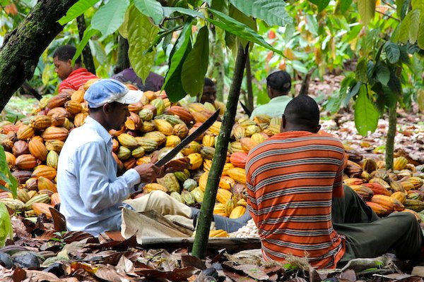 For more details:
foodchemistry.euroscicon.com

Venezuela cocoa growers fear new pest: the government!!!!

#chocolate #FoodTech #farming #agriengineering #foodmicrobiology #beverage