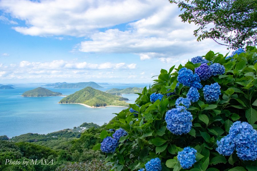 紫雲出山の紫陽花の21年の見頃や開花状況は アクセス 登山道 や駐車場は そらいろ 日本が魅せる多彩な表情