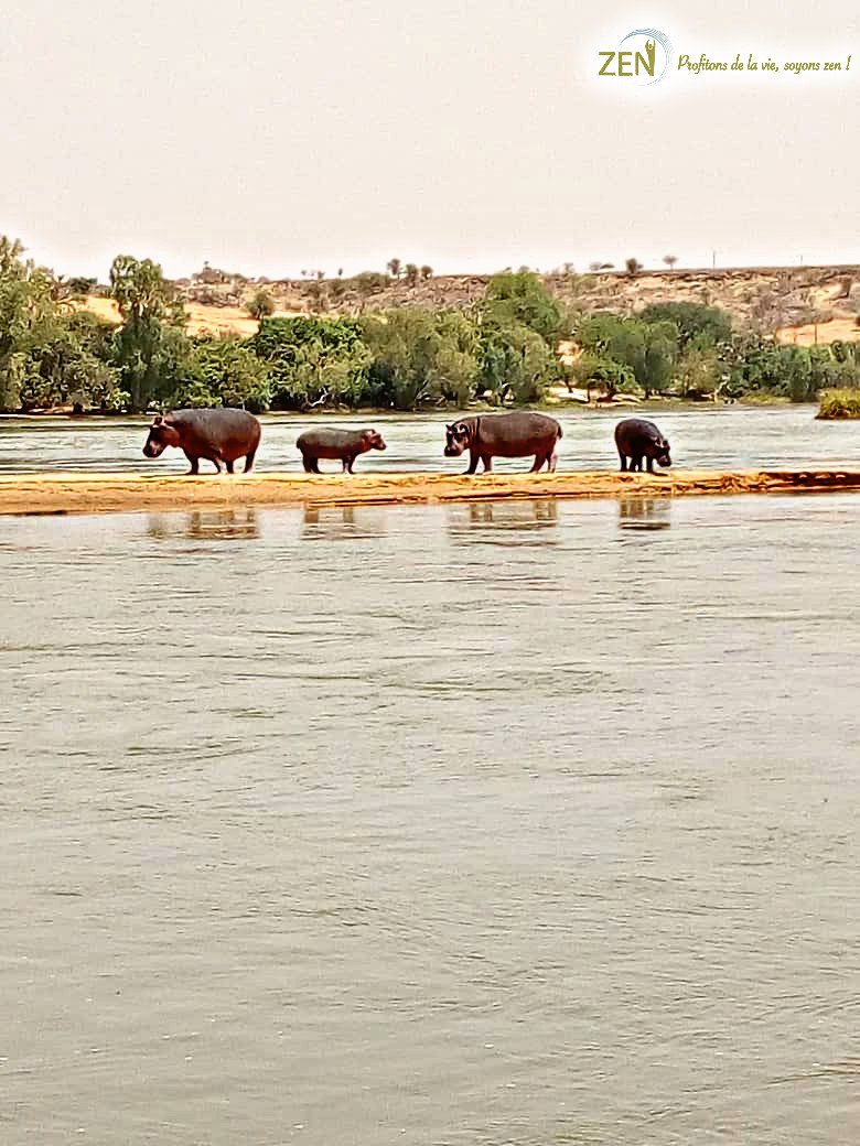 EspaceZENy's tweet photo. Le Niger 🇳🇪 regorge de richesses.
On partage avec vous quelques photos des papoums que vous pourrez rencontrer sur notre site. Profitez de notre fête du Méchoui Targui ce dimanche 23 pour les apercevoir. Comment on appelle l'hippopotame dans votre langue? 😊
#visitniger #safari https://t.co/askciWJSGn