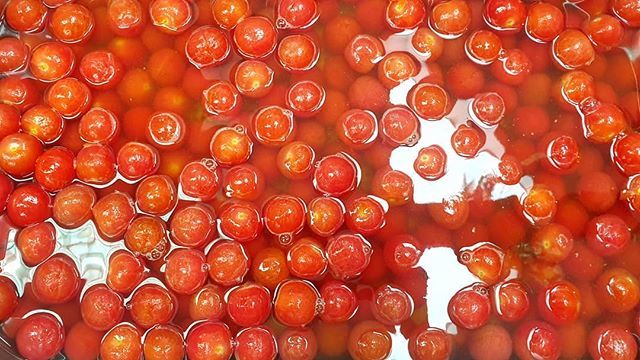 Soaking peeled Isle of Wight cherry tomatoes in lacto-fermented fig leaf brine. Later these will be painted with fig leaf syrup and covered with lemon tagetes and marigold petals (grown in the vertical LED farm @mini_crops) for an event for @irisceramica… bit.ly/2x6NZjk
