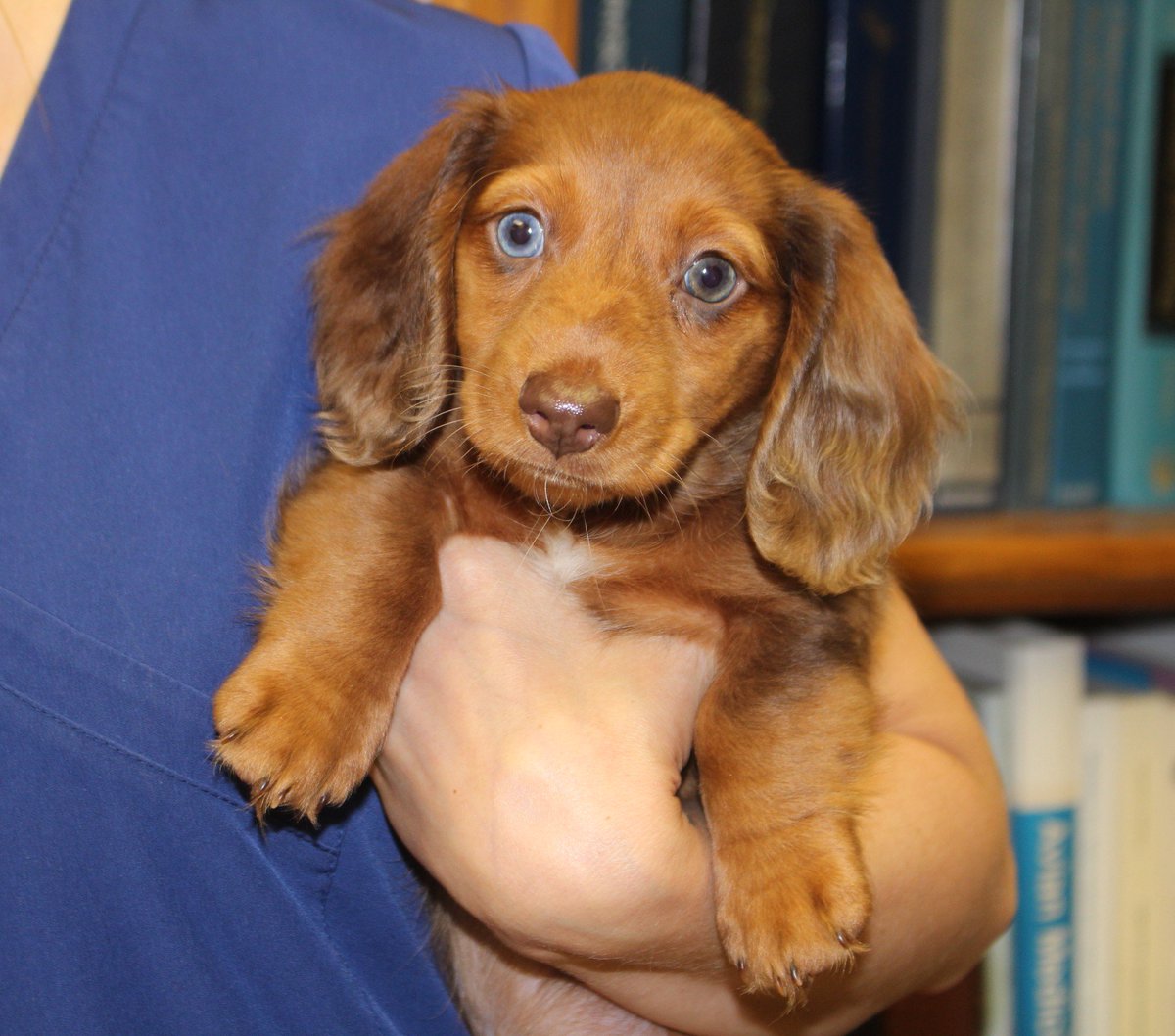 AMSHVets's tweet image. Welcome to the #AMSH family Shaggy! Handsome Shaggy just got signed up for the puppy package! We can't wait to see him back in a few weeks. 💕