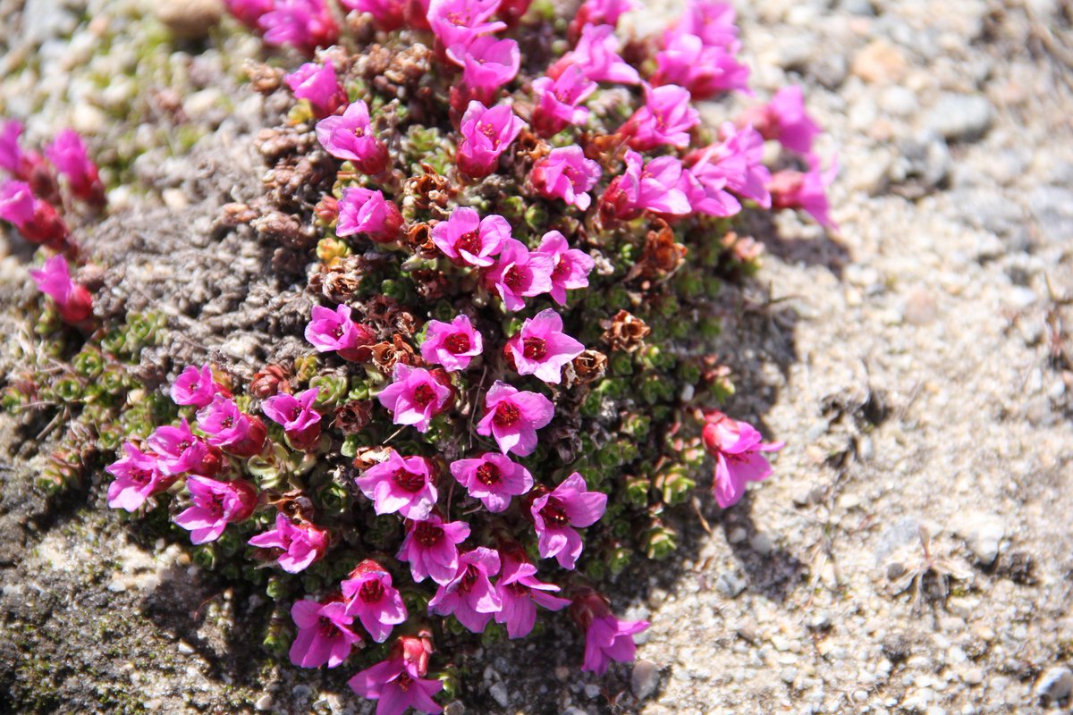 Iris 高山植物 アルタイ山脈 モンゴル 標高3000m