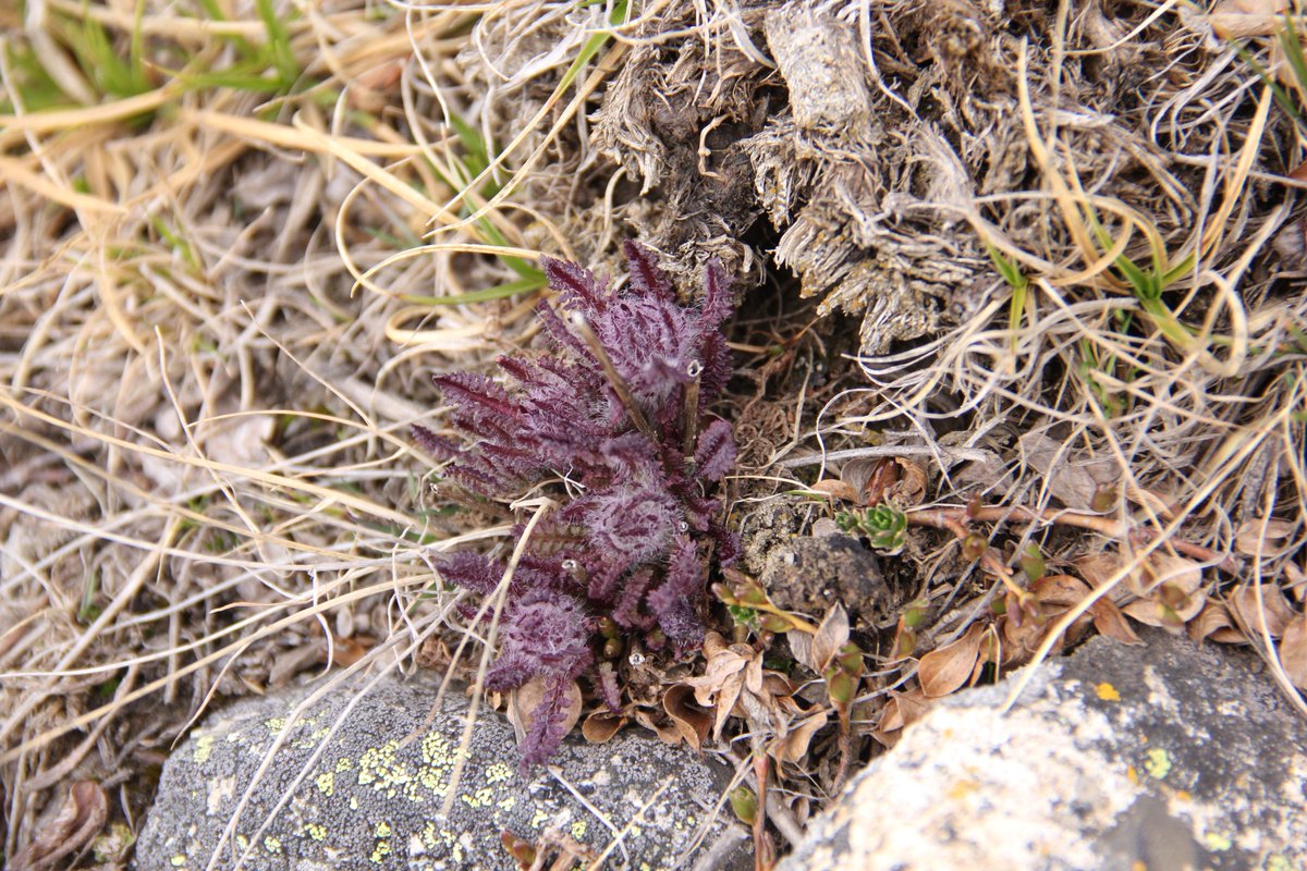Iris 高山植物 アルタイ山脈 モンゴル 標高3000m