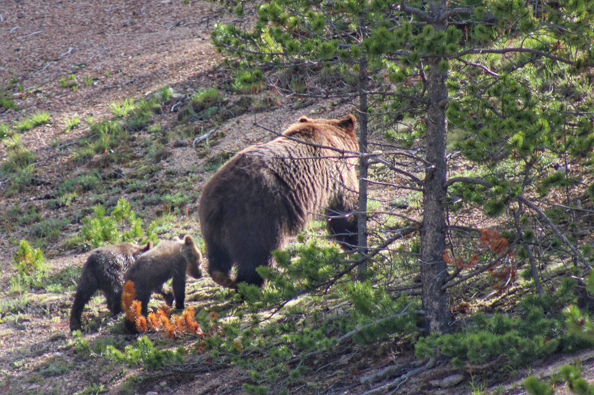 velostevo's tweet photo. First trip to #yellowstone didn’t disappoint! Hope to get back again soon this summer #grizzly #bearzilla #NatGeoWild @YellowstoneNPS @natgeowildpics https://t.co/78KJiviTSi