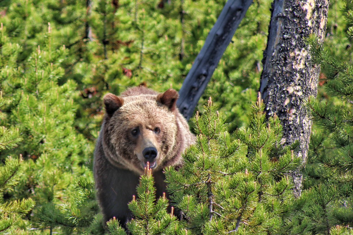 velostevo's tweet photo. First trip to #yellowstone didn’t disappoint! Hope to get back again soon this summer #grizzly #bearzilla #NatGeoWild @YellowstoneNPS @natgeowildpics https://t.co/78KJiviTSi