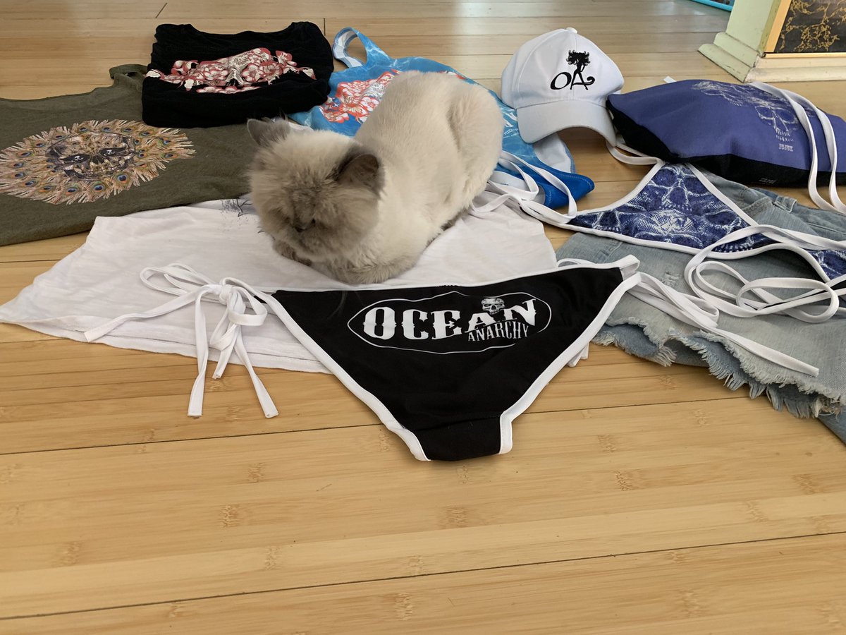 ClevelandChanel's tweet photo. Precious babies helping me my photo shoot! Chanel and Cleveland! Love these two #CatsOnTwitter https://t.co/mjifGlWaEA