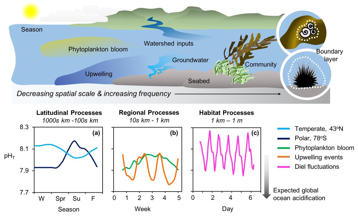 LKapsenberg's tweet image. Our paper is out in GCB! #OceanAcidificationRefugia: What they are? Where are they? How do they function? How can we manage them in an ocean with variable CO2 chemistry? Find out here onlinelibrary.wiley.com/doi/abs/10.111… @tcyronak @MSCActions @ICMCSIC #oceanacidification #oceansolutions