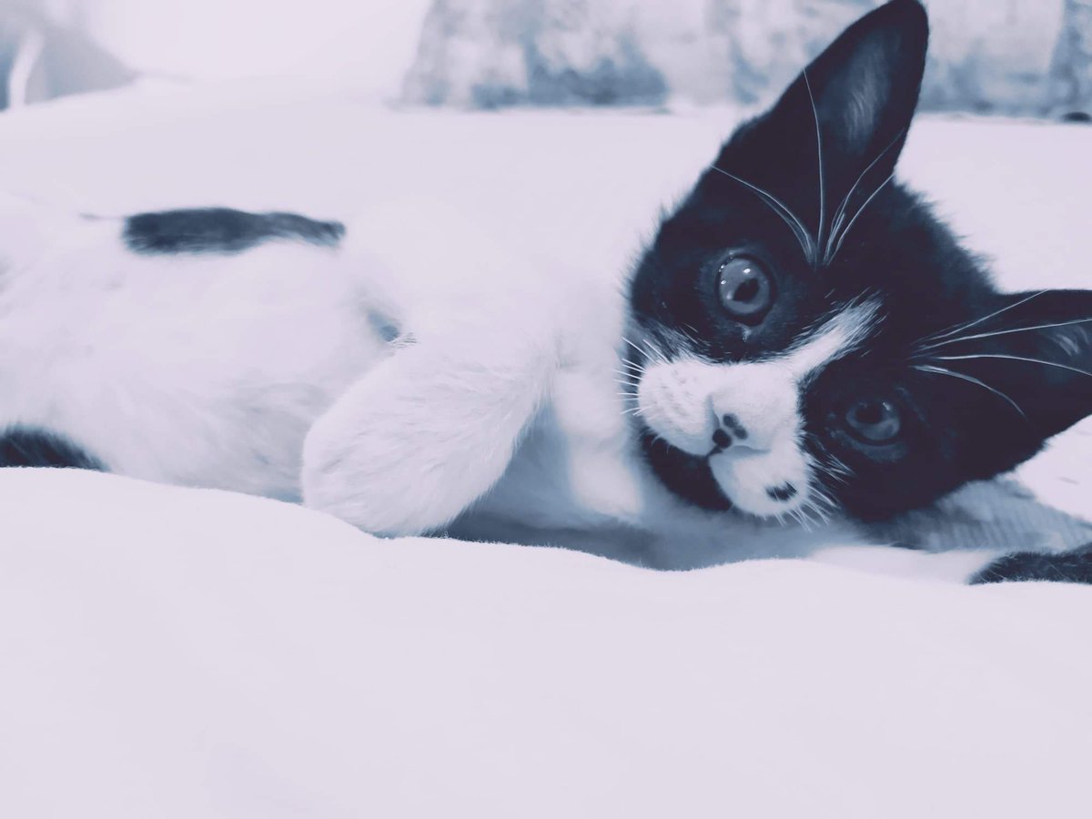 Adopta Daz tweet media