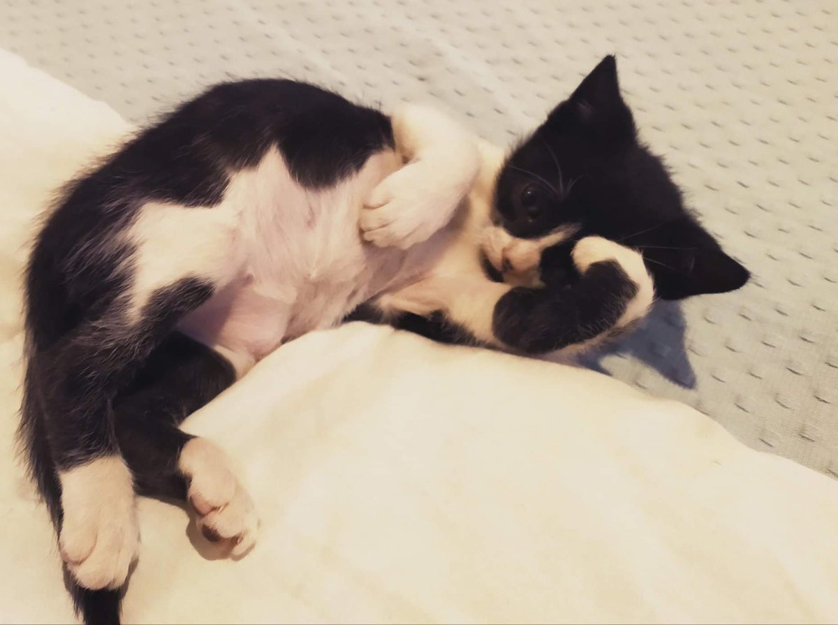 Adopta Daz tweet media