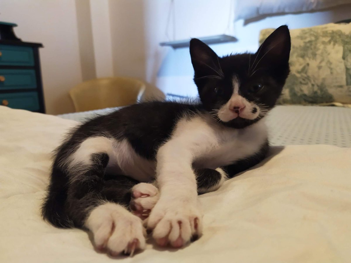 Adopta Daz tweet media