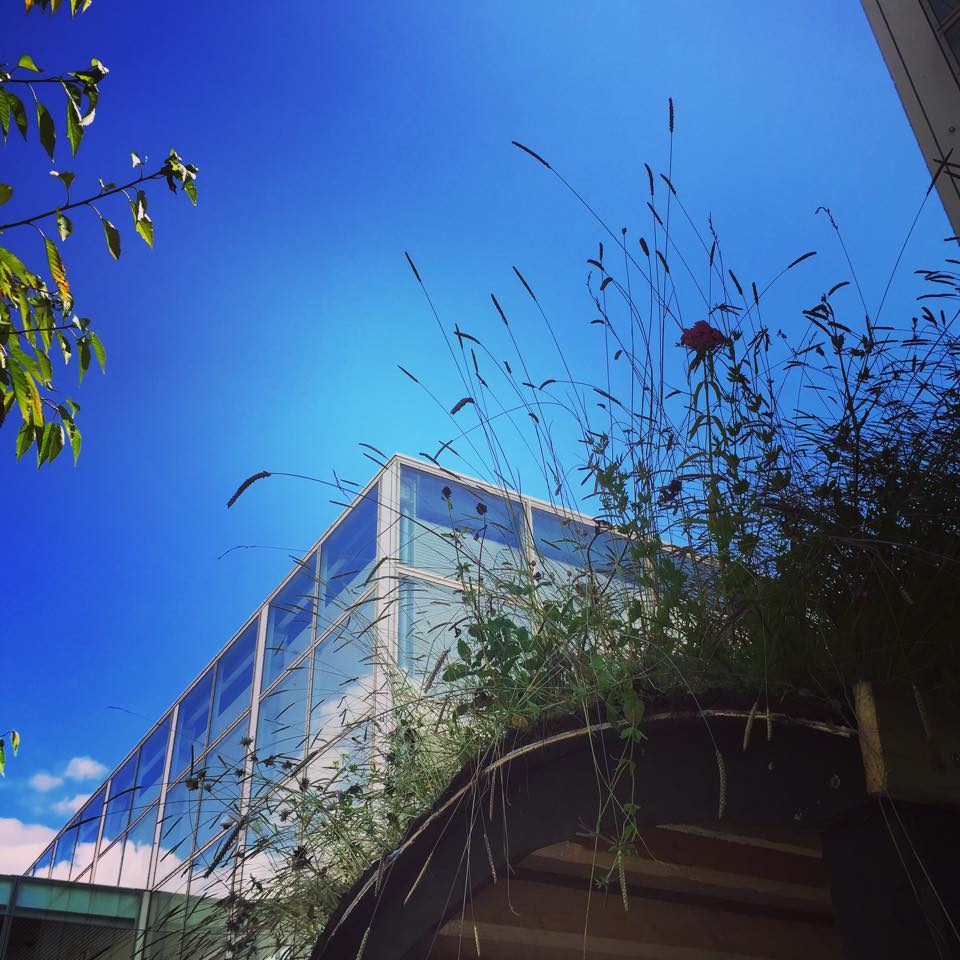 #roofgardens are a nod towards a better environment.
#CleanAirDay #CleanAirDay2019